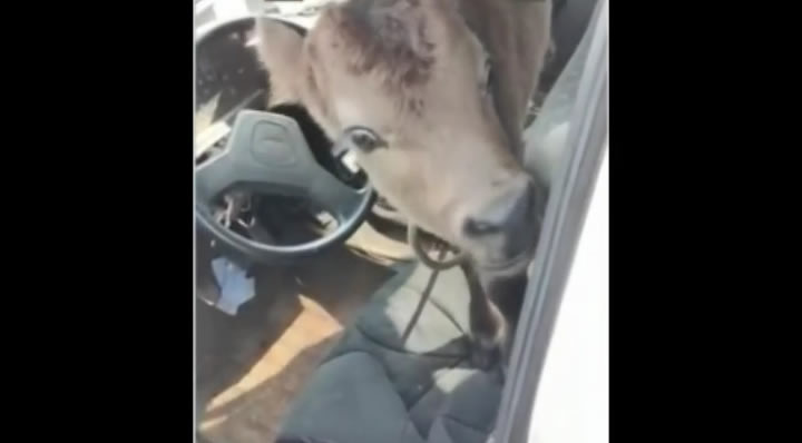 Vídeo Bezerro é encontrado amarrado dentro de carro no Paraná Agora1