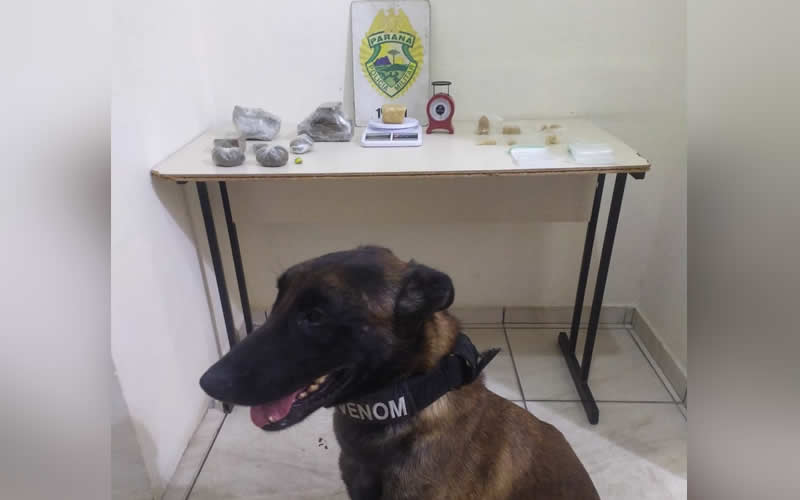 Cão De Faro Ajuda Pm A Encontrar Mais De 1 Kg De Drogas Em Pg Mulher